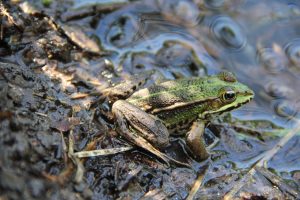 expertise naturaliste - amphibiens - 1