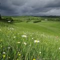 expertise naturaliste - flore phytosociologie - 1