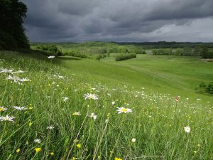 expertise naturaliste - flore phytosociologie - 1