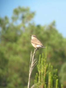 expertise naturaliste - Oiseaux - 1