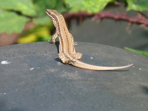 expertise naturaliste - Reptiles - 1