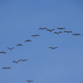 Grues cendrées