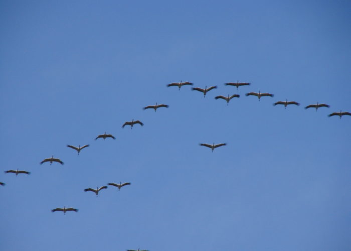 Grues cendrées